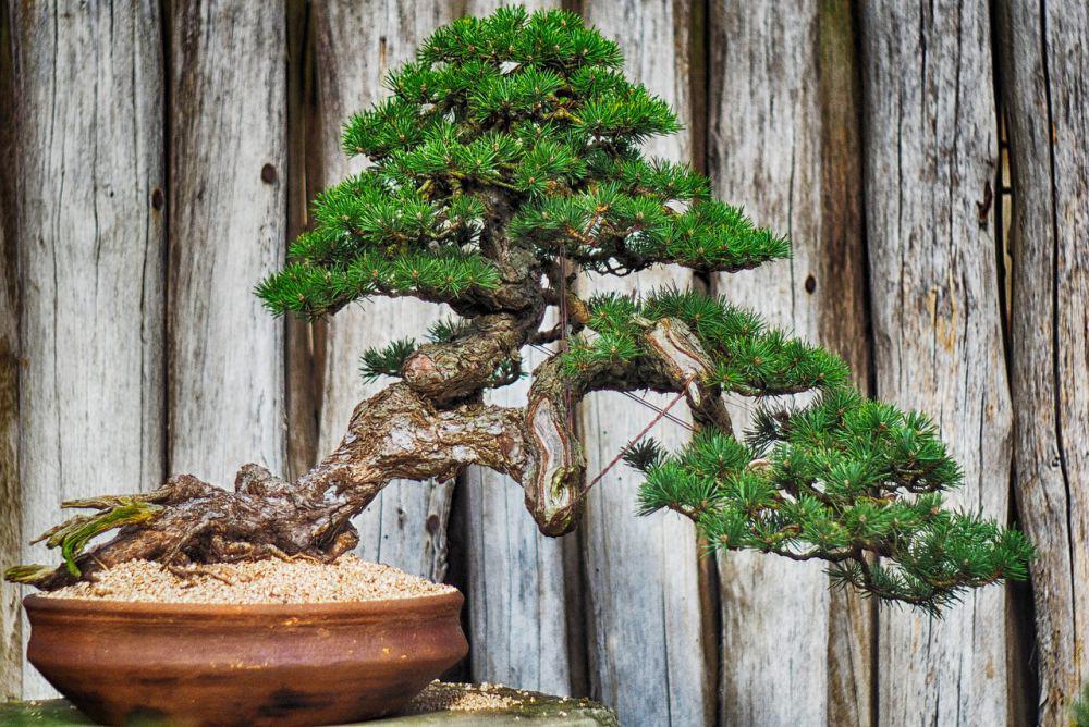 5 Tanaman Bonsai Terbaik untuk Pemula, Apa Saja?