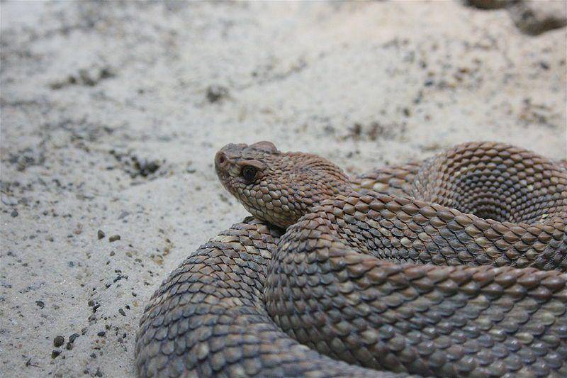 Aruba island rattlesnake (commons.wikimedia.org/Cody Hough)