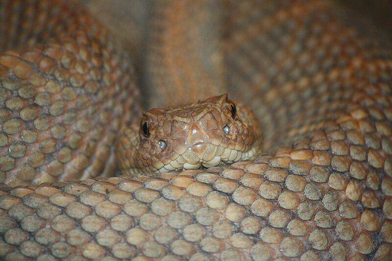 Aruba island rattlesnake (commons.wikimedia.org/Ltshears)
