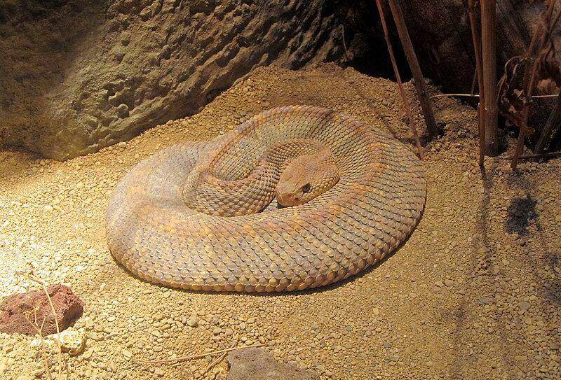 Aruba island rattlesnake (commons.wikimedia.org/KCzoofan)