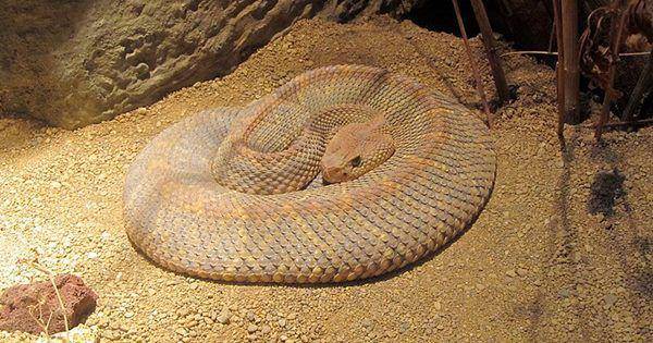 Aruba island rattlesnake (commons.wikimedia.org/KCzoofan)
