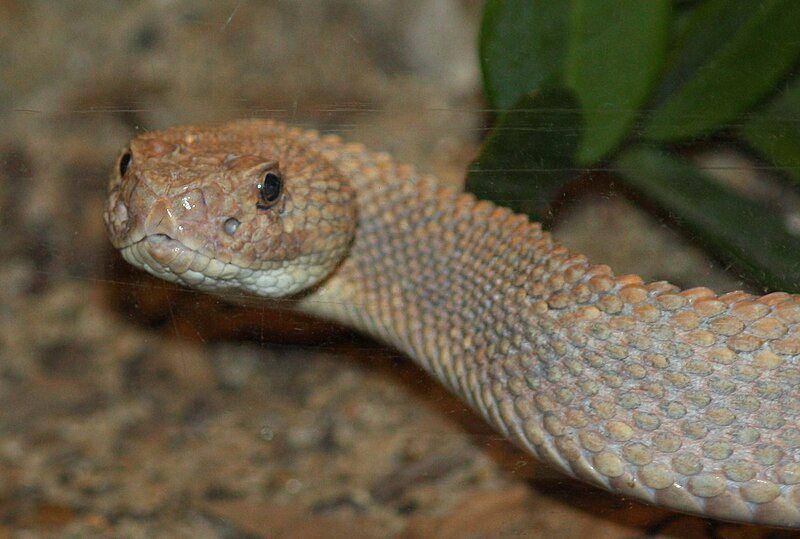 Aruba island rattlesnake (commons.wikimedia.org/Ltshears)