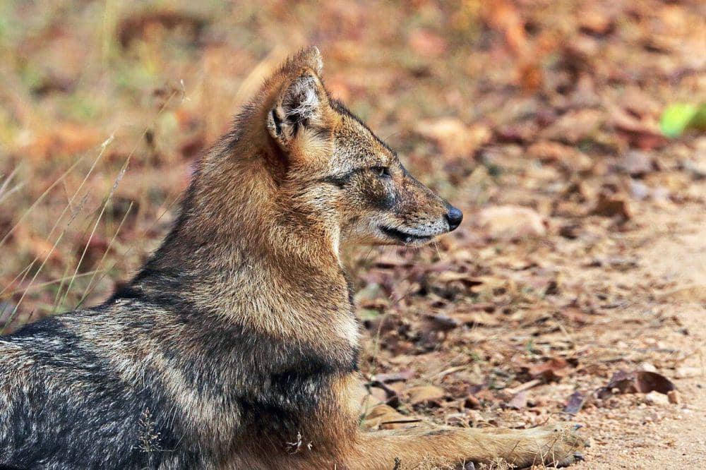 Canidae (commons.wikimedia.org/Charles J. Sharp)