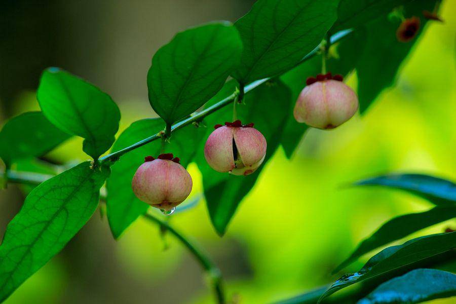 ilustrasi daun katuk (pixabay.com/nandhukumar)