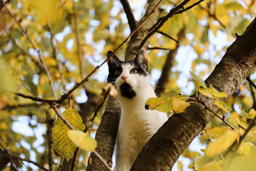 Nyawa Kucing Ada Berapa? Berikut Fakta dan Kisahnya