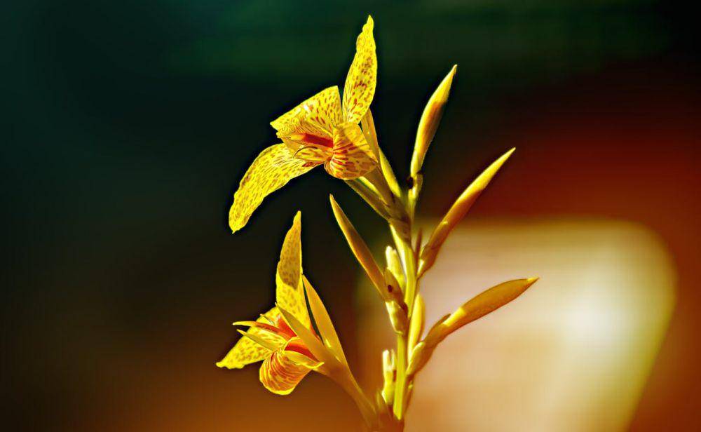 canna lily (pexels.com/Ray Bilcliff)