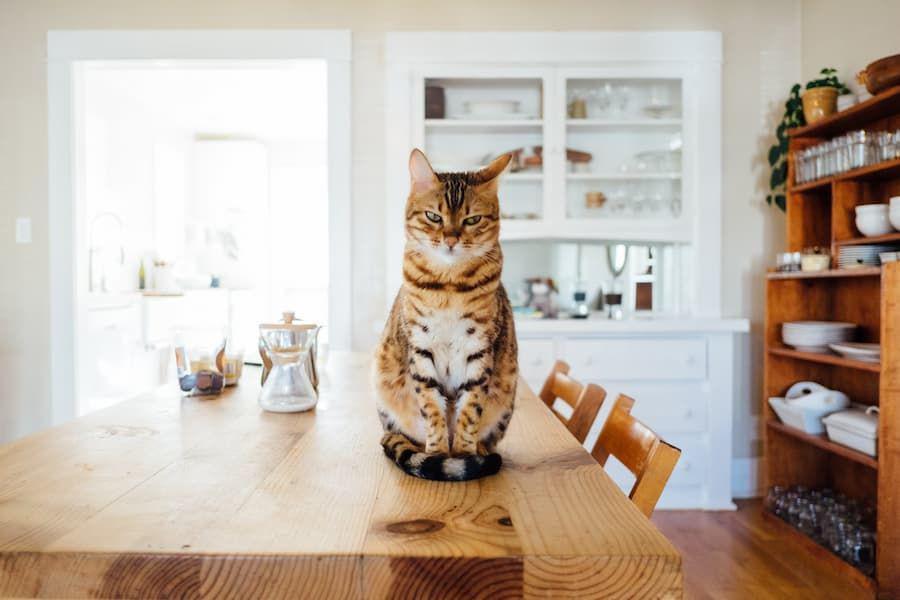 6 Tips agar Kucing Tidak Naik ke Meja Makan, Biasakan!