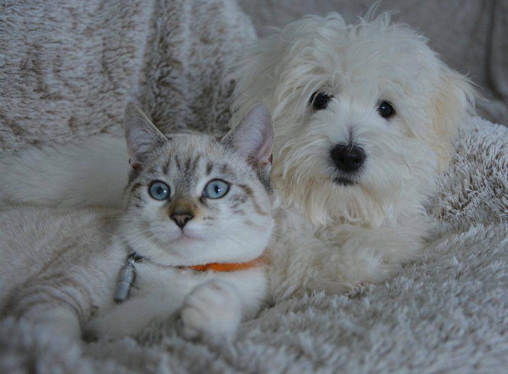 ilustrasi kucing dan anjing (pixabay.com/JACLOU-DL)