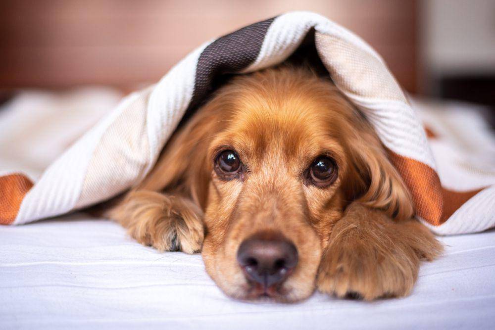 ilustrasi anjing (pixabay.com/Alkhaine)
