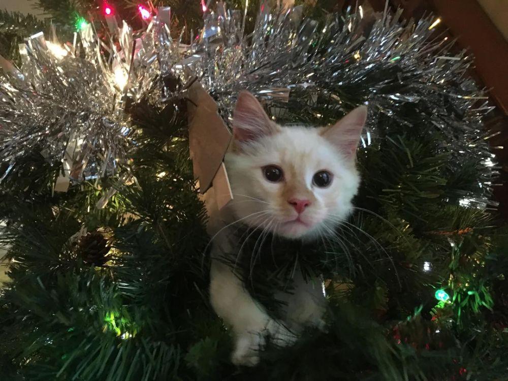 13 Potret Lucu Kucing Ikut Merayakan Natal, Minta Kado!