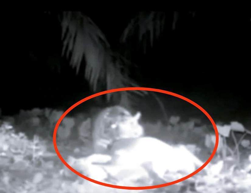 Detik-detik Harimau Mangsa Ternak Sapi Milik Warga di Pesisir Barat