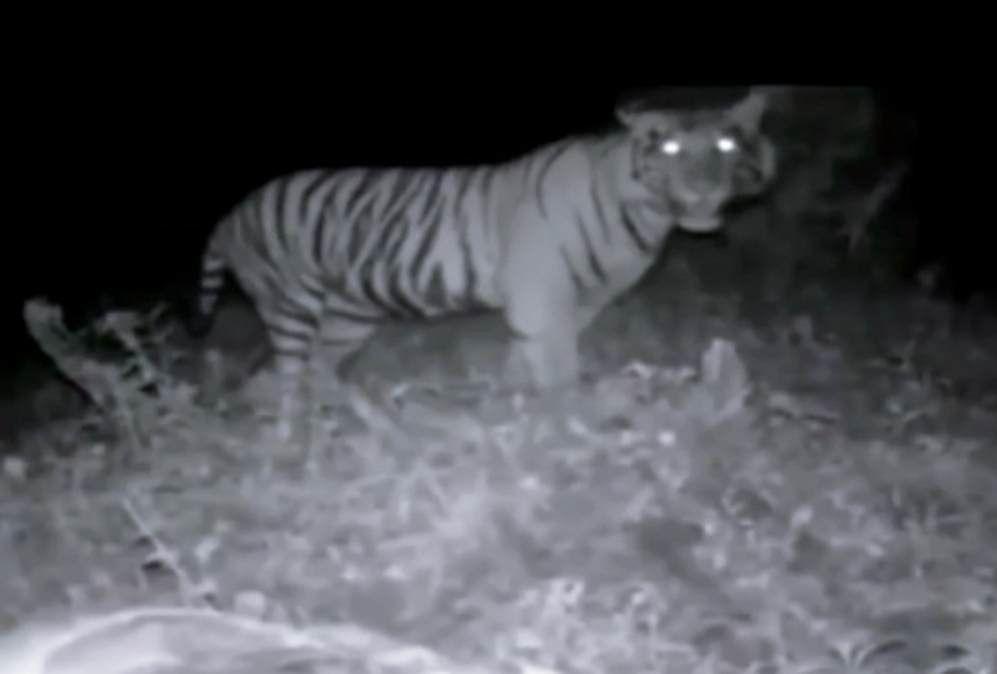 Waspada! 4 Harimau Masih Berkeliaran di Pemukiman Warga Pesisir Barat