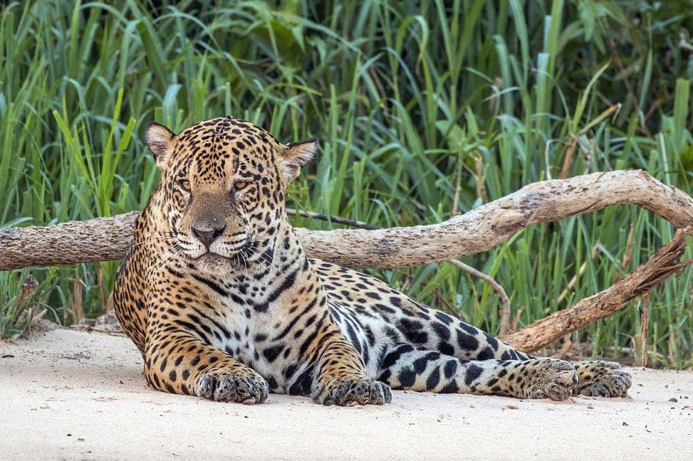 Pantherina (commons.wikimedia.org/Charles J. Sharp)