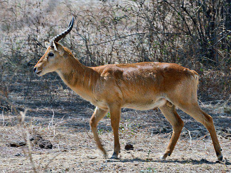 puku jantan yang sedang menjelajahi sabana (commons.wikimedia.org/Hans Hillewaert)