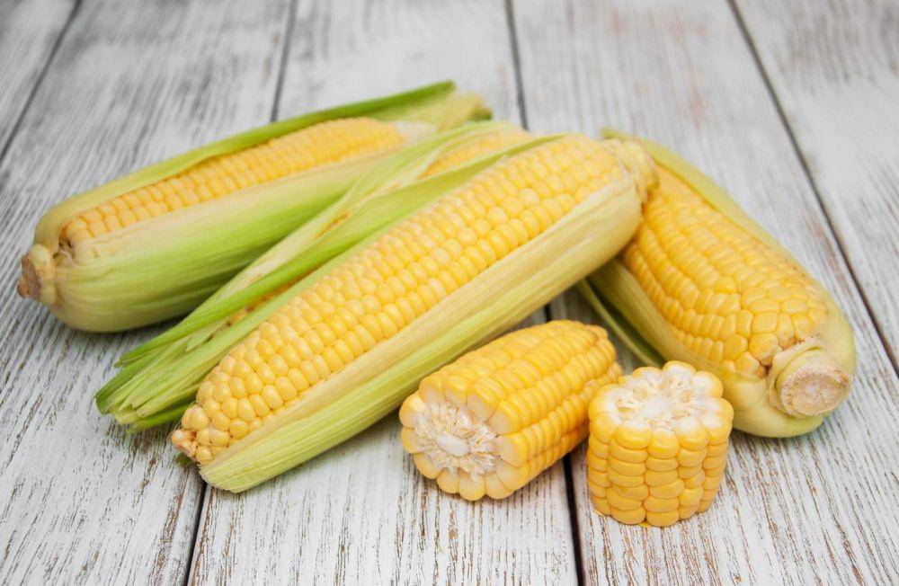 ilustrasi jagung