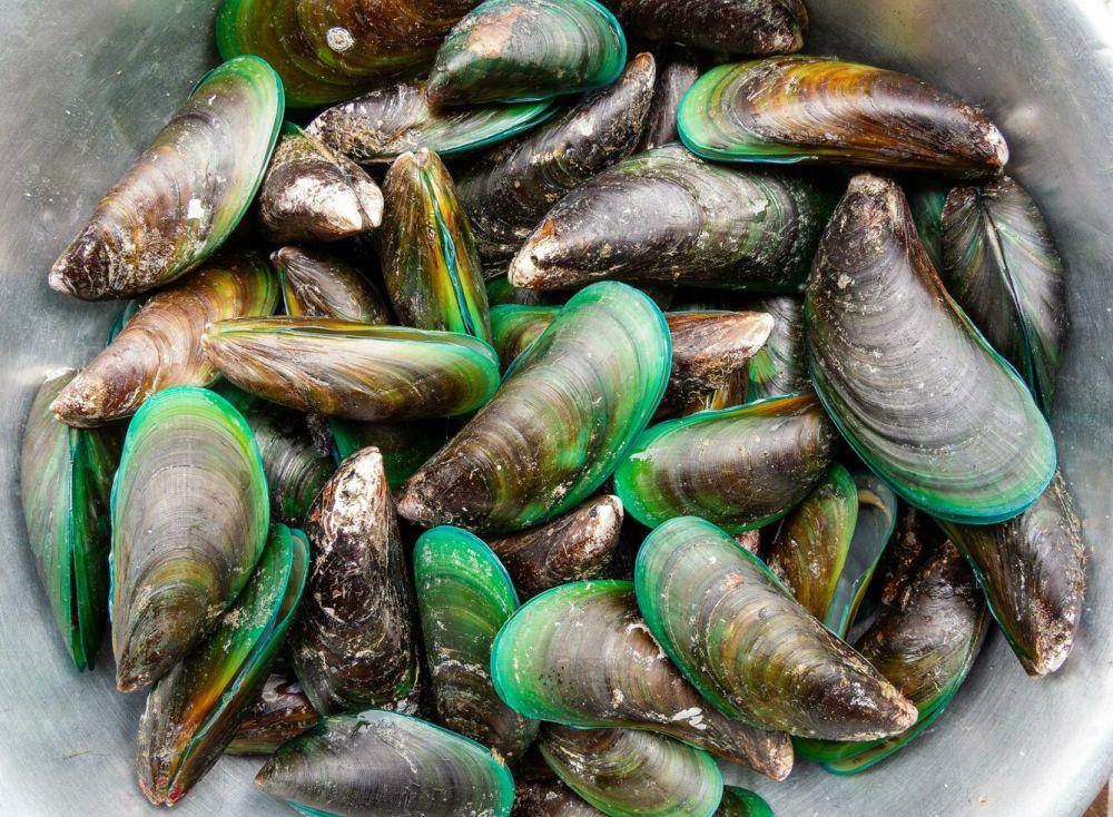 ilustrasi kerang hijau (vecteezy.com/117783397668548)