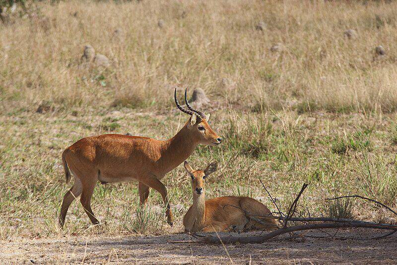 Populasi puku saat ini semakin terancam karena aktivitas manusia di sekitar habitat alami mereka. (commons.wikimedia.org/Oleg Sapon)