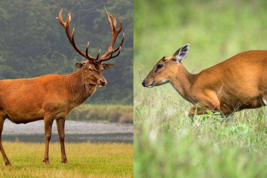 ilustrasi rusa dan kijang (commons.wikimedia.org)