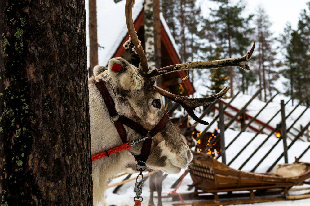 Rovaniemi, Finlandia (unsplash.com/shepherd)