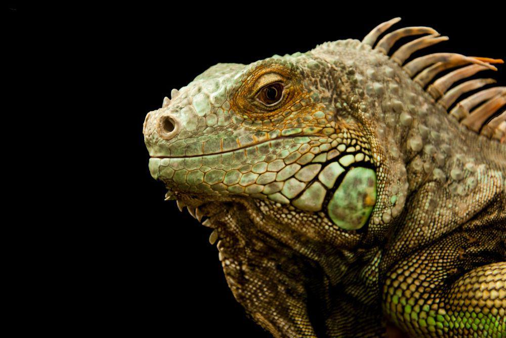 6 Reptil dengan Usia Terpanjang di Dunia, Ada yang Sampai 150 Tahun