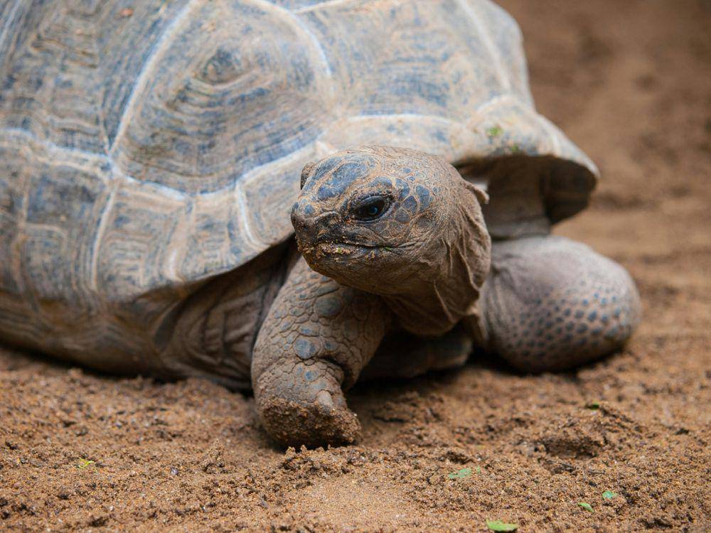 Ilustrasi kura-kura galapagos (pexels.com/ William Warby)