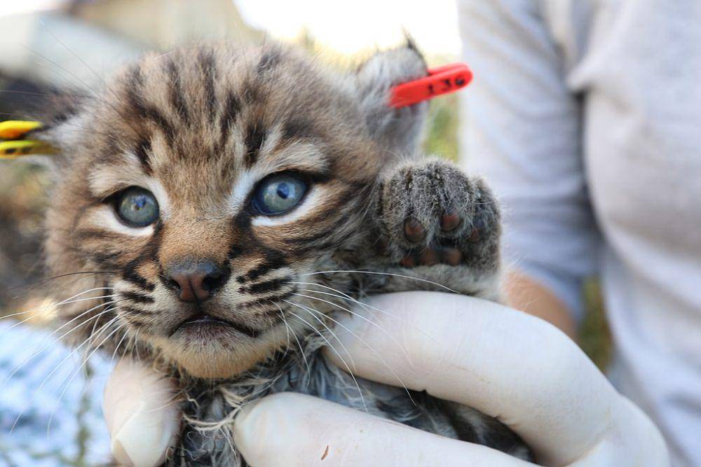 Potret kucing dipasang alat teknologi tagging (commons.wikimedia.org/National Park Service)