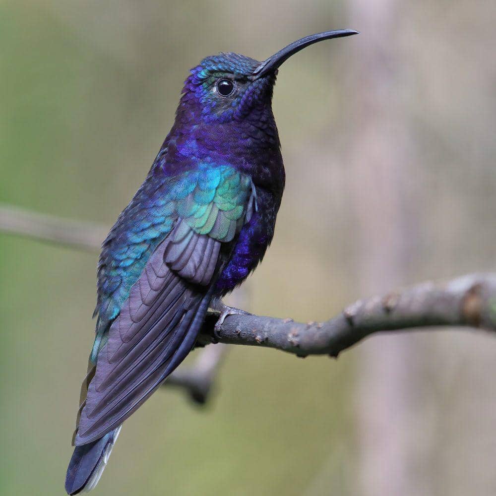 Violet sabrewing (commons.m.wikimedia.org/Cephas)