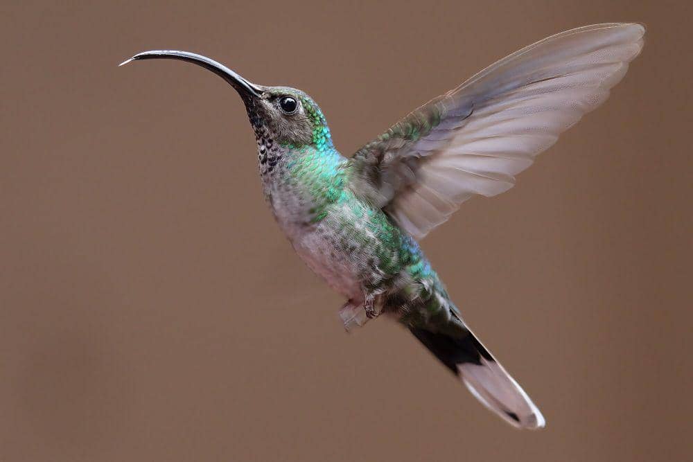 Violet sabrewing (commons.m.wikimedia.org/Cephas)