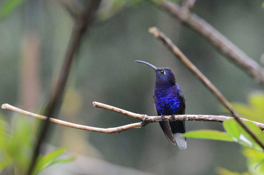 Violet sabrewing (commons.m.wikimedia.org/Amado Demesa)