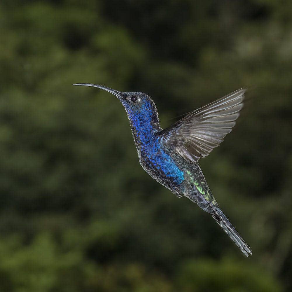 Violet sabrewing (commons.m.wikimedia.org/Charles J. Sharp)
