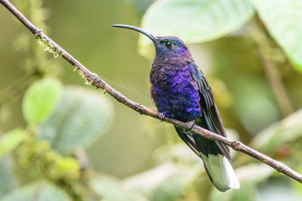 Violet sabrewing (commons.m.wikimedia.org/Becky Matsubara)
