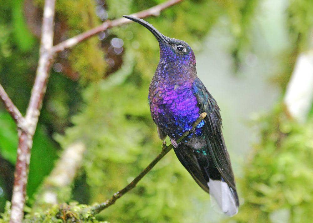 5 Fakta Violet Sabrewing, Punya Trik Khusus Menjauhkan Pengganggu!