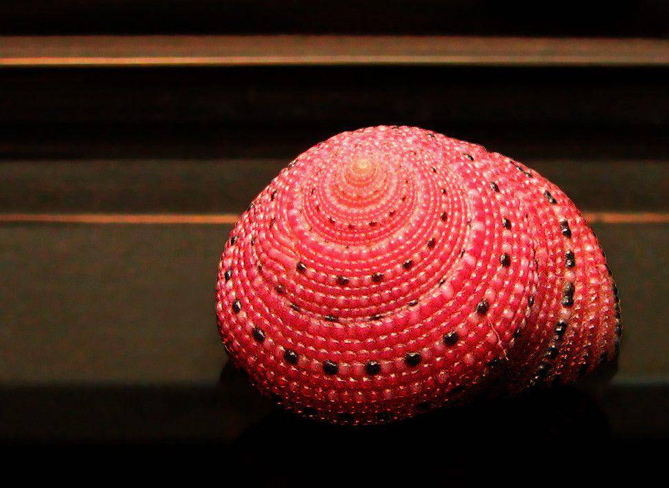 ilustrasi strawberry top shell (flickr.com/Gustavo Olivera)