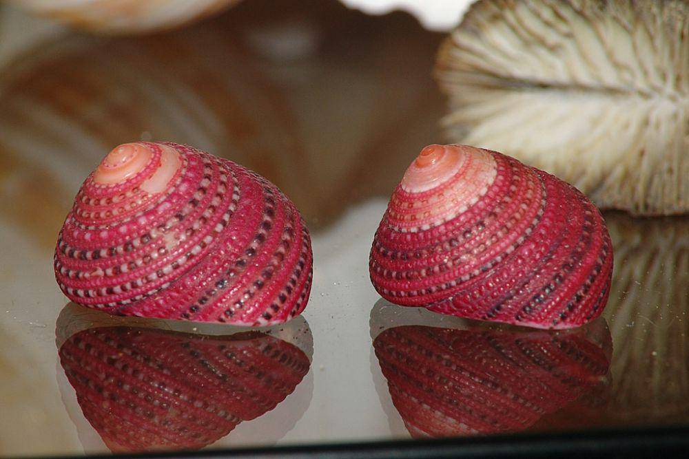 ilustrasi strawberry top shell (flickr.com/thejeffreywscott)