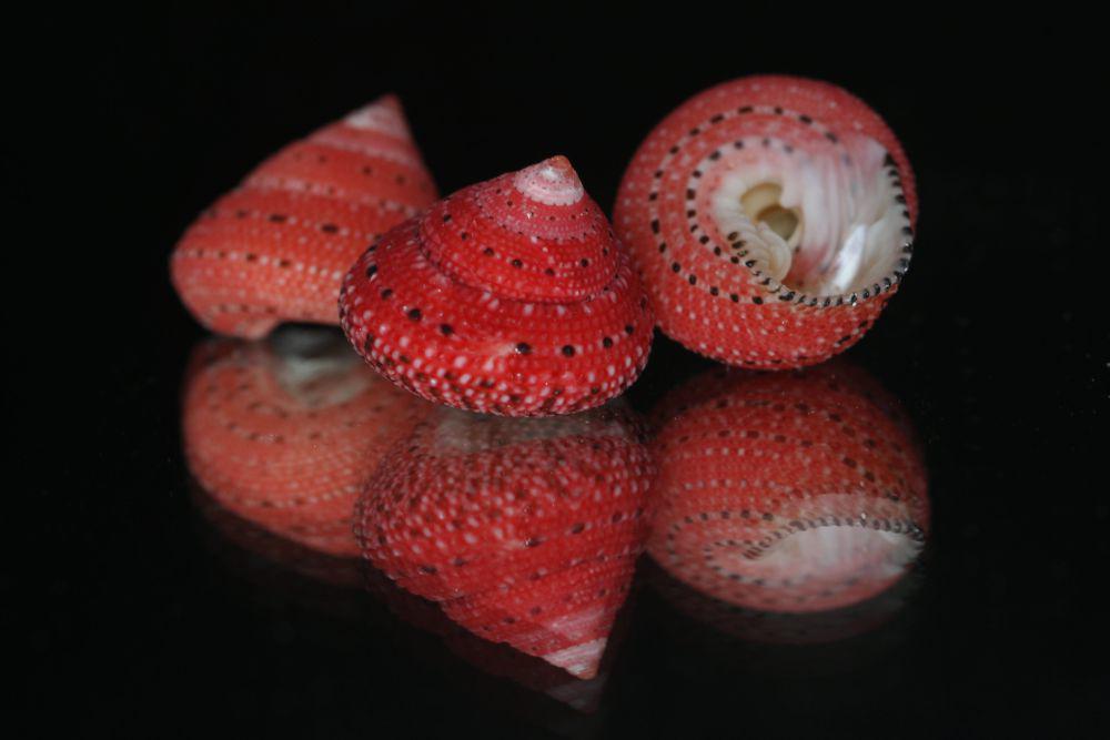 5 Fakta Strawberry Top Shell, Cangkak Imut seperti Buah