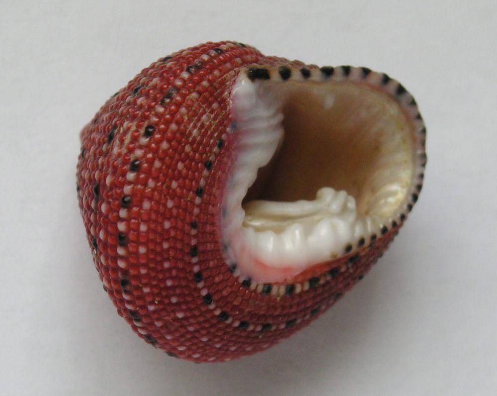 ilustrasi strawberry top shell (wikimedia.org/Bricktop)