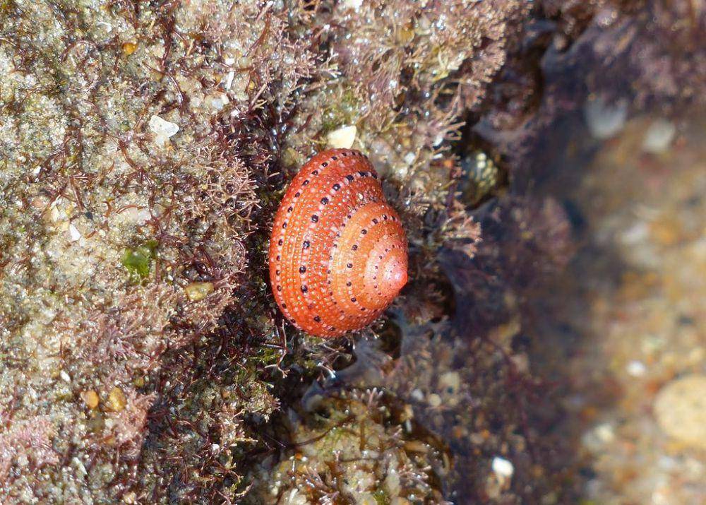 ilustrasi strawberry top shell (inaturalist.org/andyfrank)