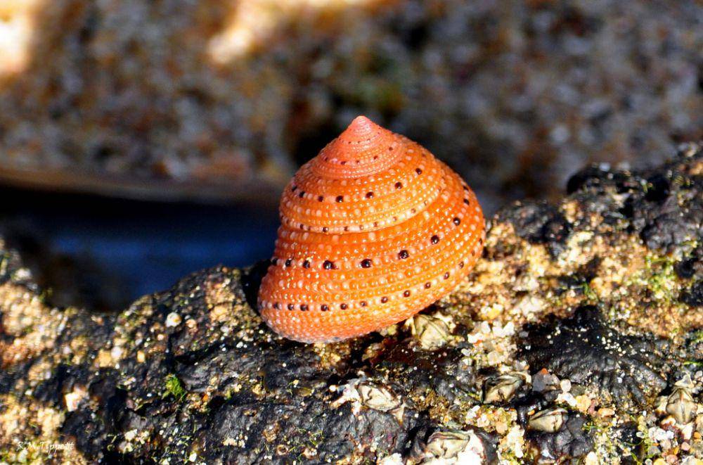 ilustrasi strawberry top shell (inaturalist.org/ryanmtippett)