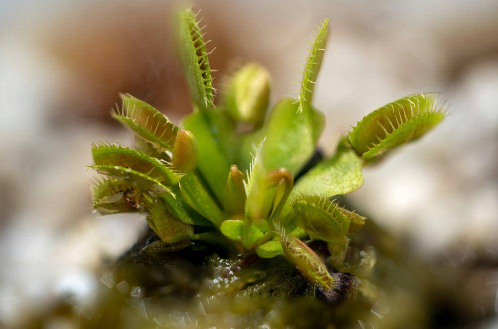 Venus Flytrap, tumbuhan yang dapat merespons rangsangan fisik (unsplash.com/Patrick Padua)