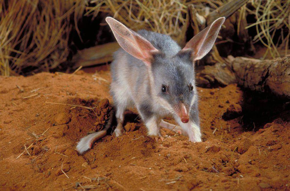 ilustrasi bilby (flickr.com/EHP Lucock)