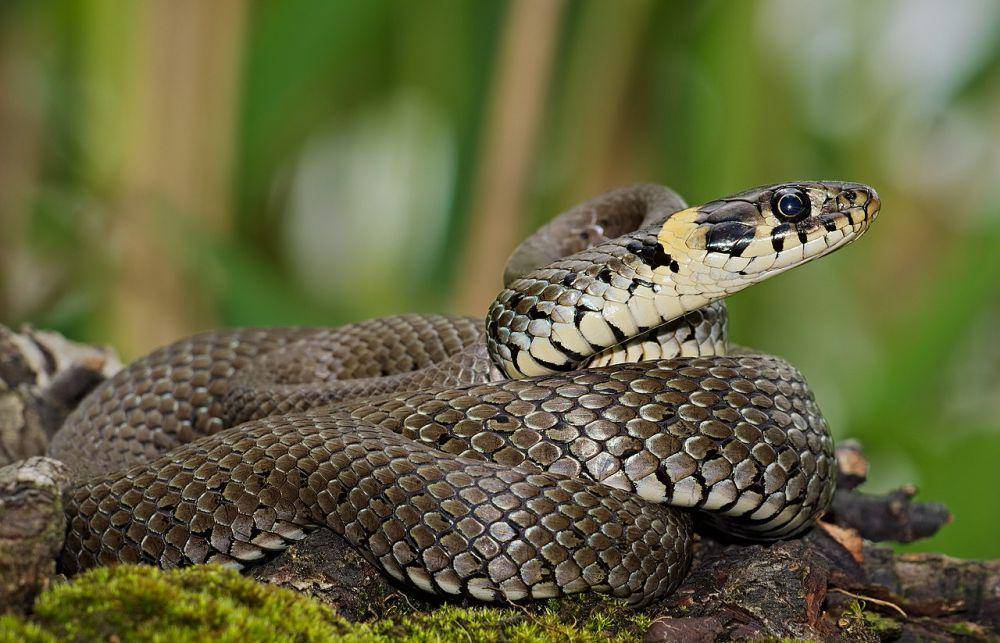 Reptil (commons.wikimedia.org/Andreas Eichler)