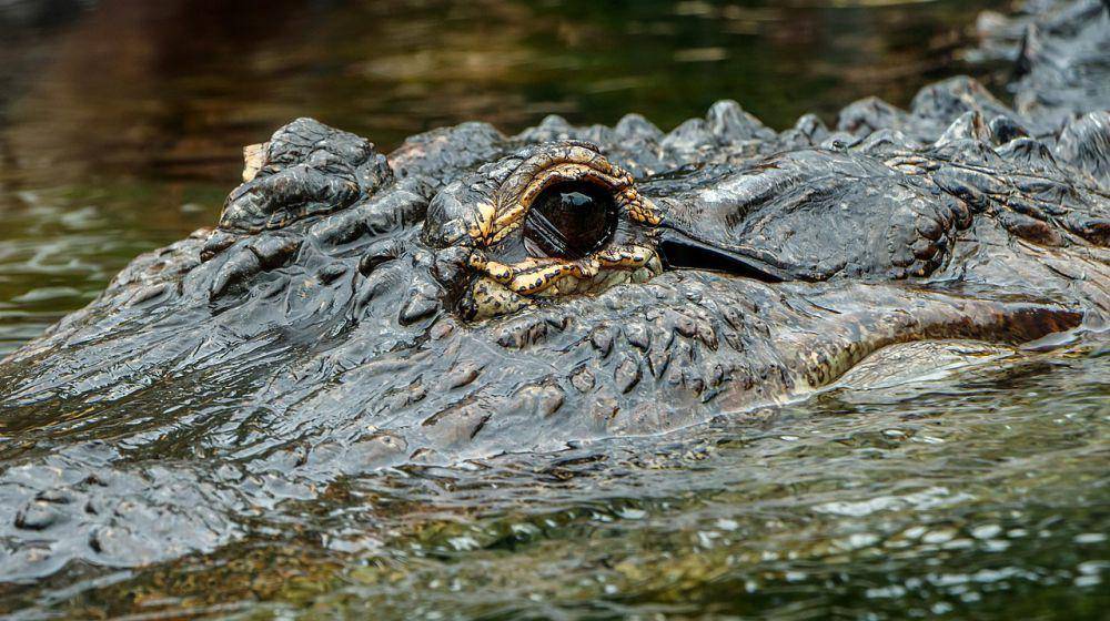 Reptil (commons.wikimedia.org/H. Zell)