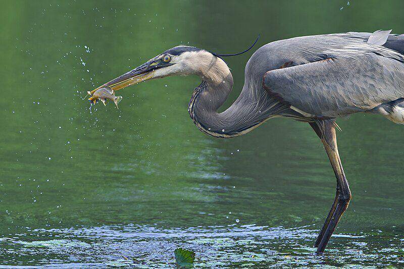potret bangau biru besar yang sedang menyantap ikan (commons.wikimedia.org/Paul Danese)