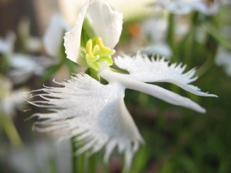 5 Fakta Menarik White Egret Orchid, Hanya Berbunga di Musim Panas!