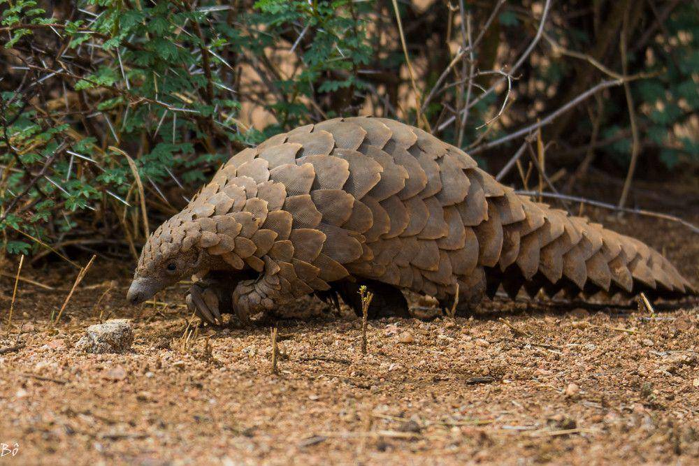 ilustrasi pangolin (flickr.com/bertoguide)