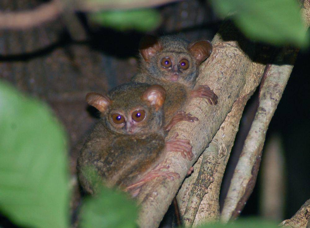 ilustrasi tarsius (flickr.com/S. Rohrlach)