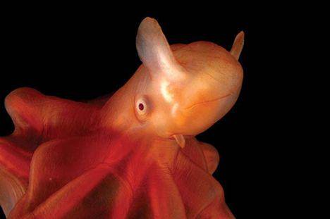 ilustrasi dumbo octopus (flickr.com/jkonhorst)
