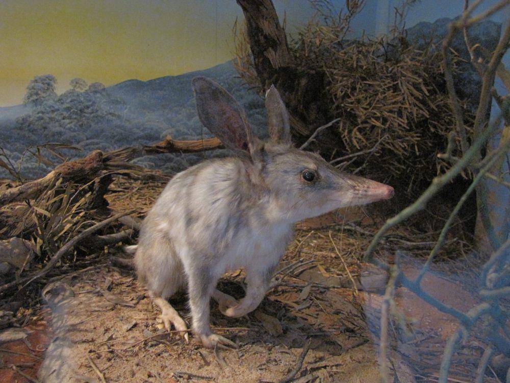 ilustrasi bilby (flickr.com/Nicky and Larry)