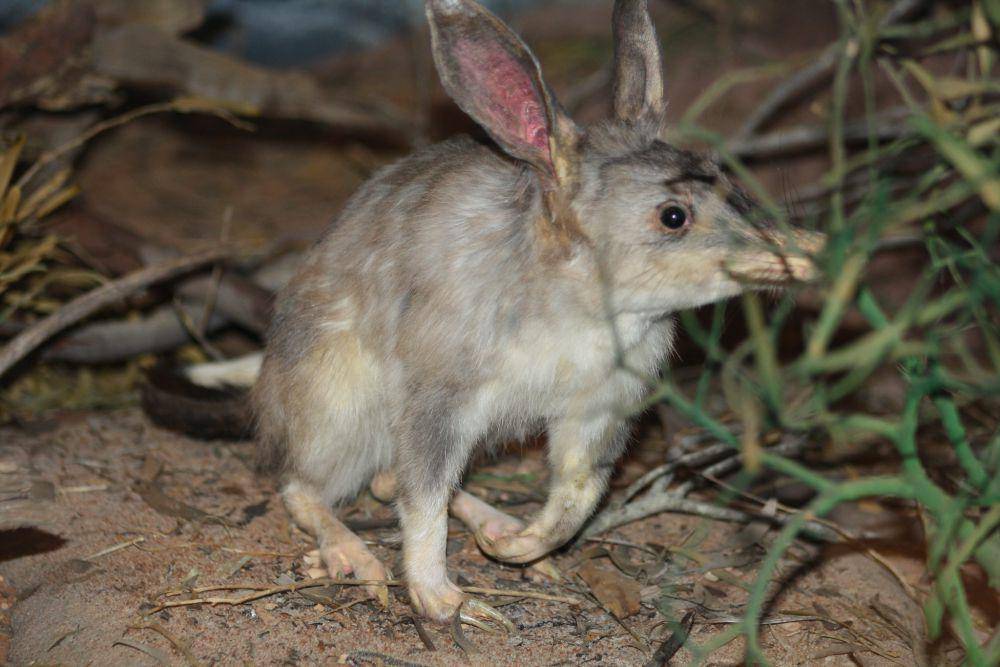 ilustrasi bilby (flickr.com/Lynette Clements)