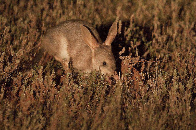 ilustrasi bilby (flickr.com/Jeremy Ringma)